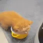 iyapup